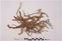 藏品(大葉合葉蘚)的圖片